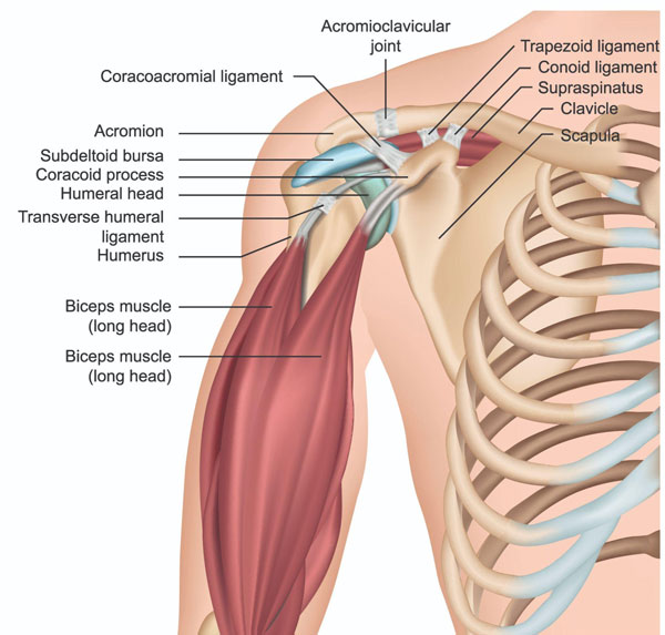 Acromial apophysiolysis Anatomy